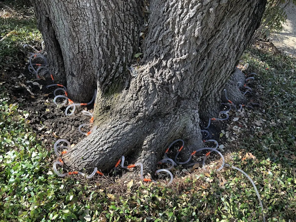 Detailed Tree Cabling and Bracing job site in Dobbs Ferry