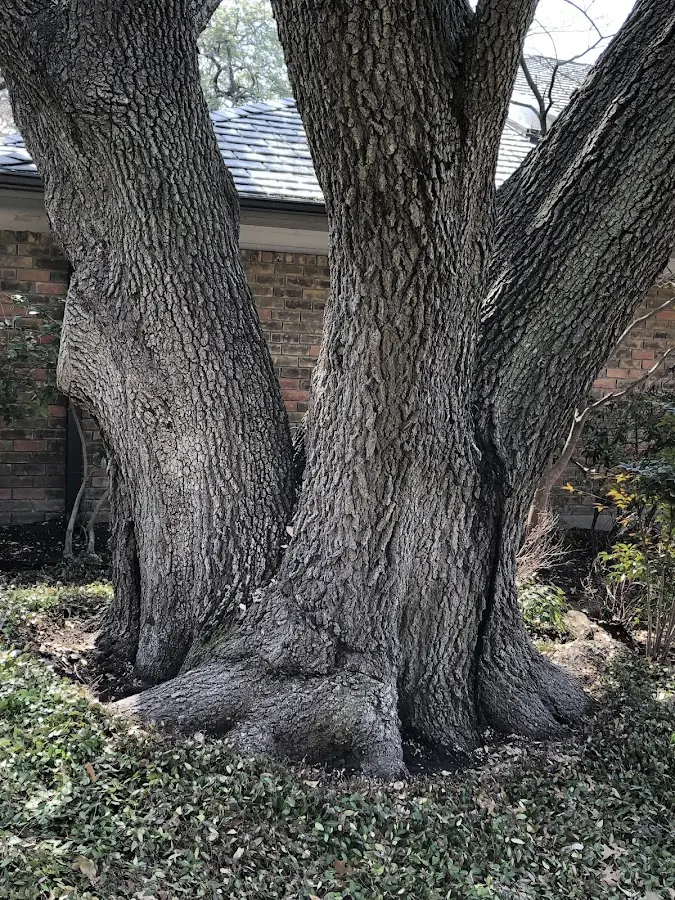Mature heritage tree close to a Dobbs Ferry property cared for by certified arborists